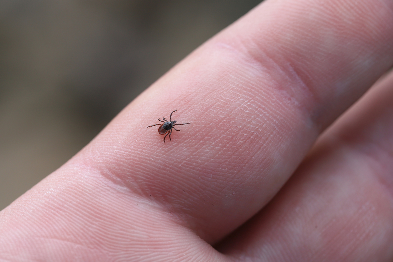 Blacklegged tick